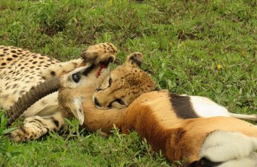 Masai Mara Lion Kill