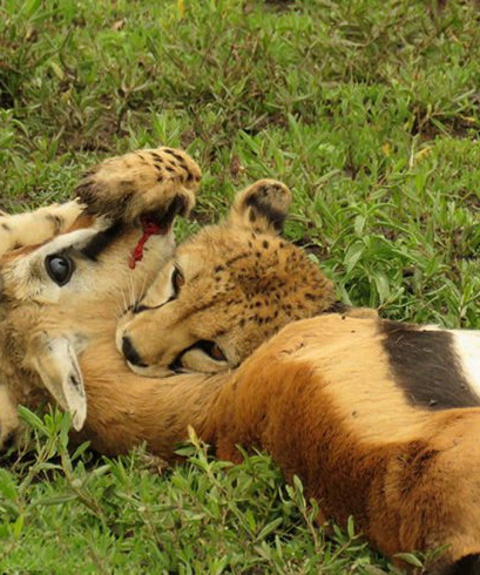 Masai Mara Lion Kill