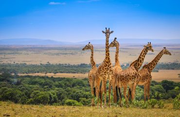 Masai Mara Game Drive