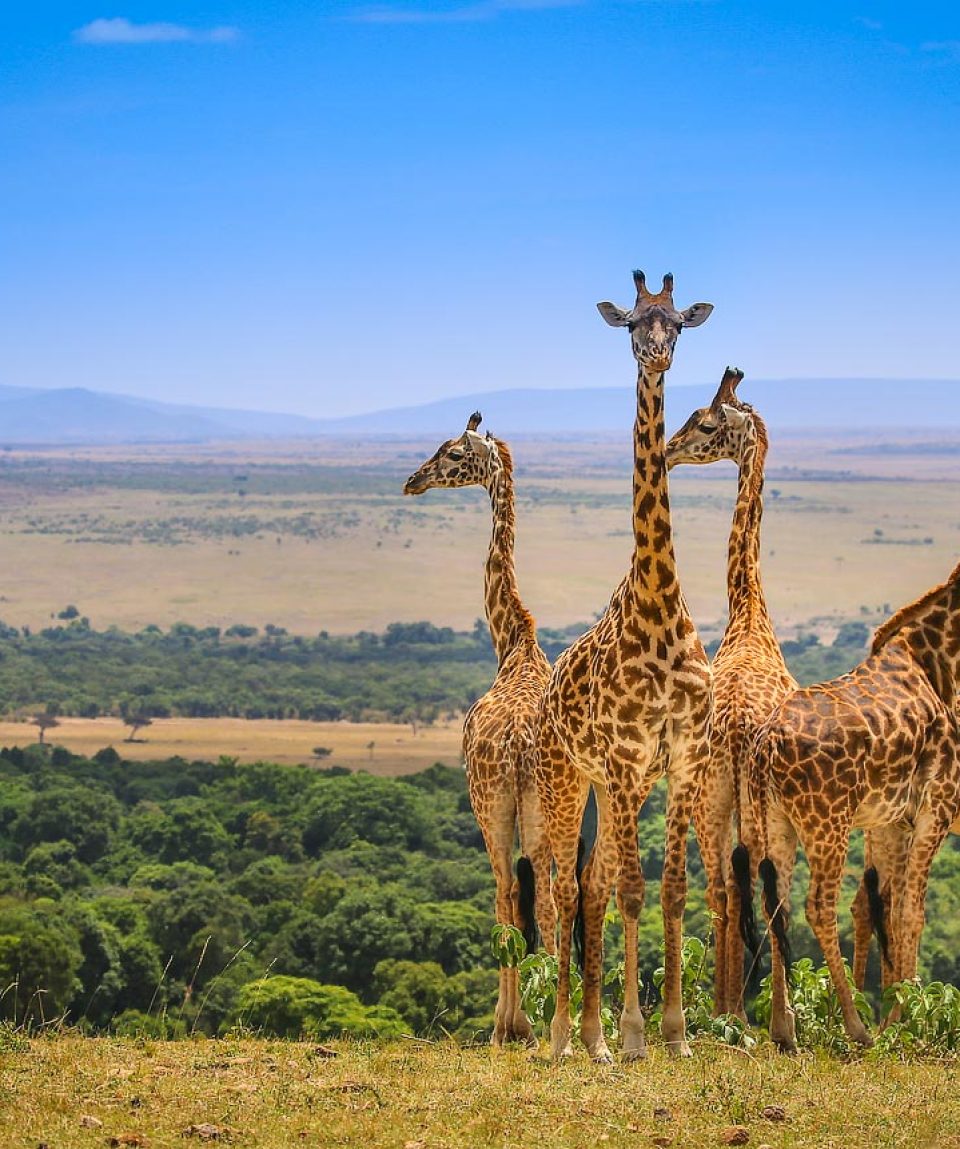 Masai Mara Game Drive