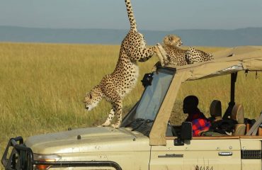 Maasai Mara Game Drive