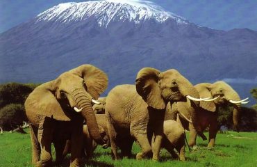 Amboseli the 'Land of Giants'