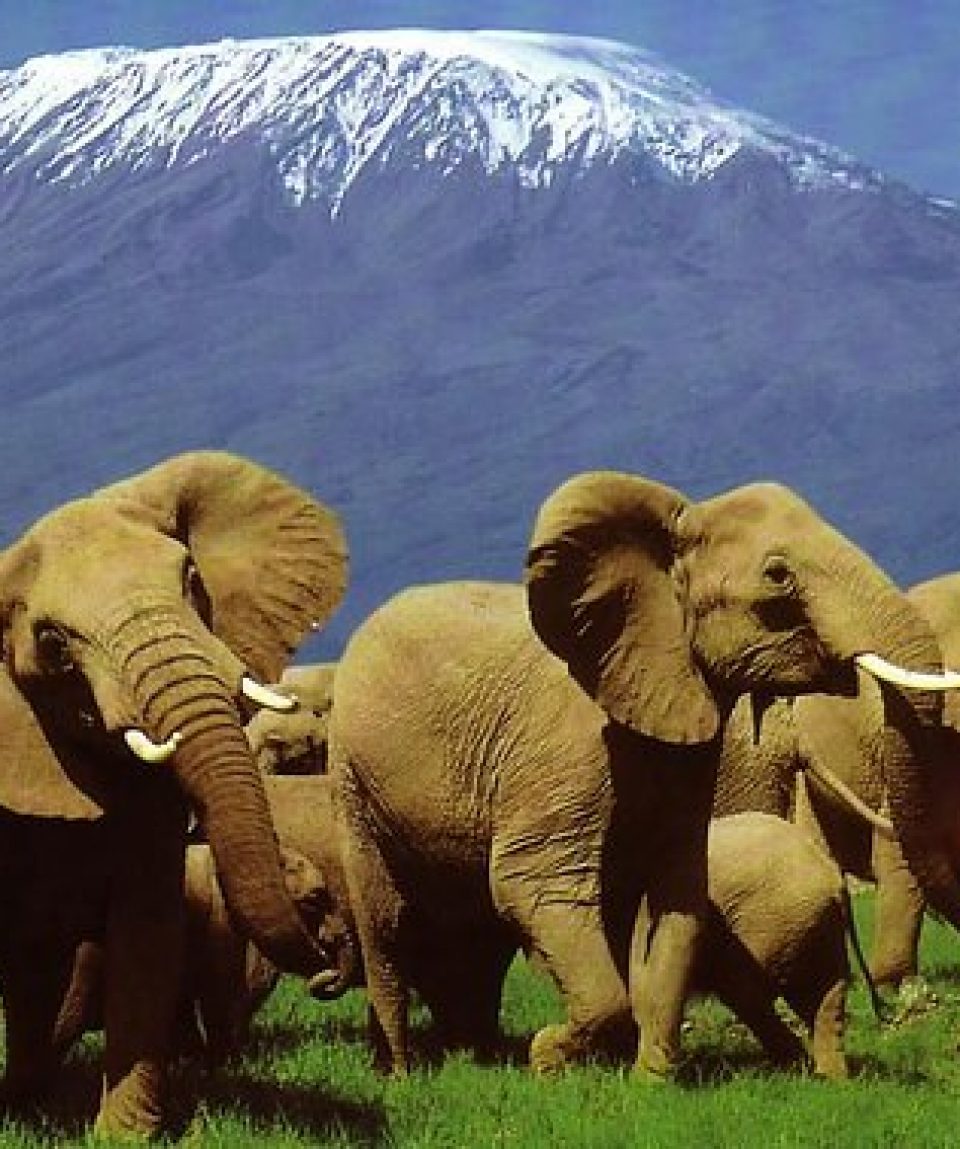 Amboseli the 'Land of Giants'