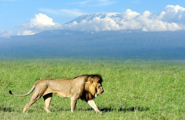 Amboseli Lion Mt Kilimanjaro in Background