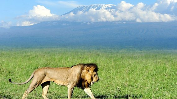 Amboseli Lion Mt Kilimanjaro in Background