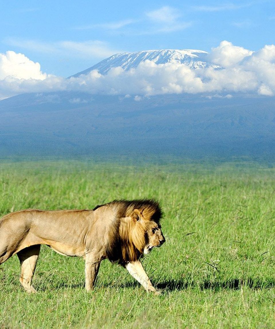 Amboseli Lion Mt Kilimanjaro in Background