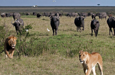 Amboseli National Park wild life