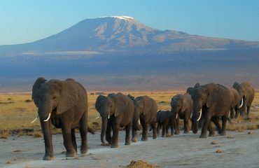 Amboseli elephants Mt Kilimanjaro Background