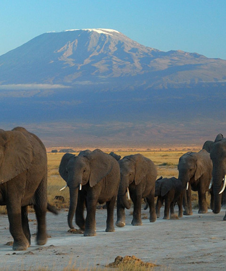 Amboseli elephants Mt Kilimanjaro Background