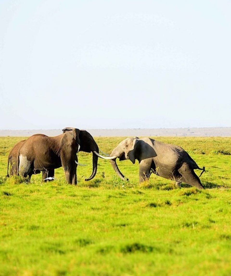 Amboseli elephants in Mt Kilimanjaro Plains