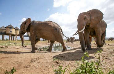 Elephant tsavo west disney wolrd agency tours