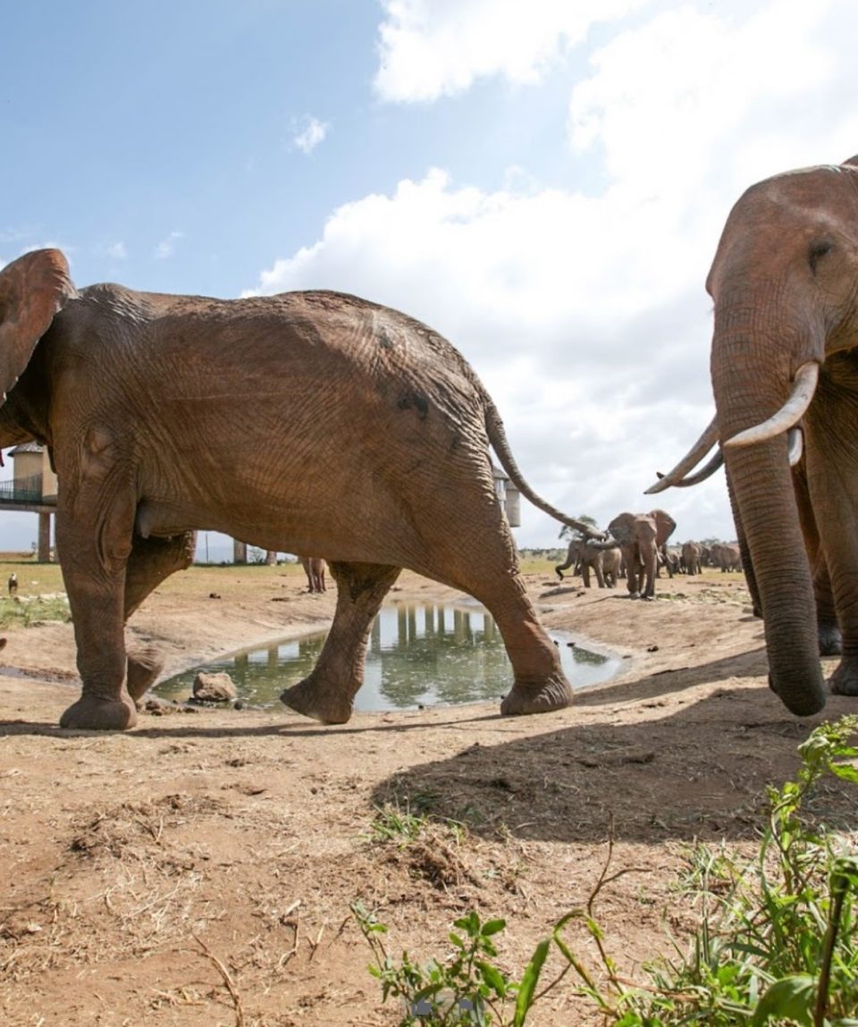 Elephant tsavo west disney wolrd agency tours